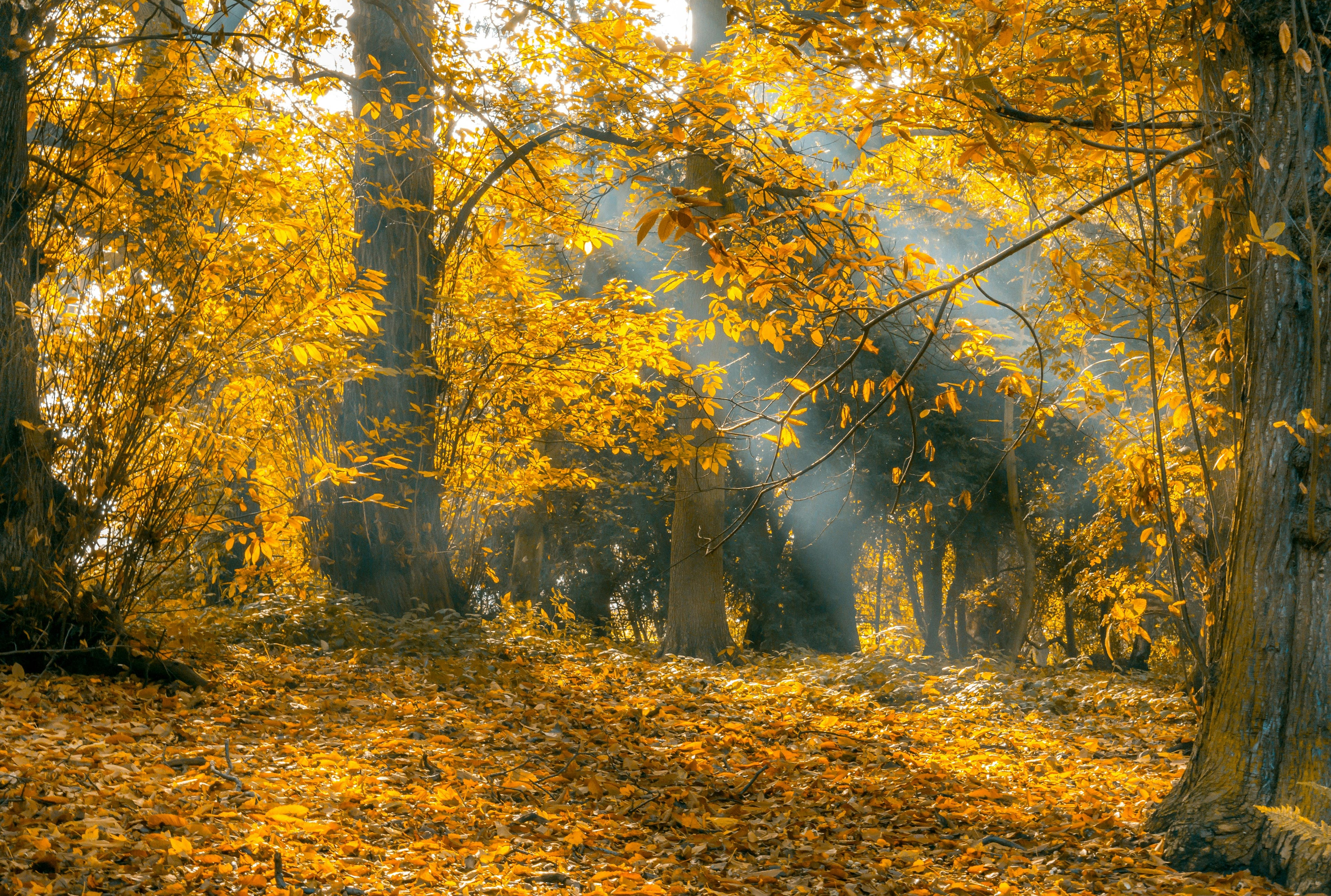 Seasonal